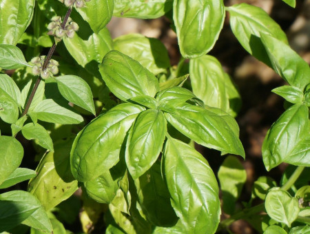 Gecom (100 grame) seminte busuioc verde clasic, Profit Seeds