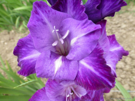 Gladiole Blue Isle (4 bulbi), gladiole cu flori mari, intr-o combinatie de mov deschis si alb in centru, bulbi de flori, Yurta