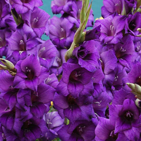 Gladiole Purple (5 bulbi), gladiole cu flori mari, catifelate, de culoare mov-purpuriu, bulbi de flori