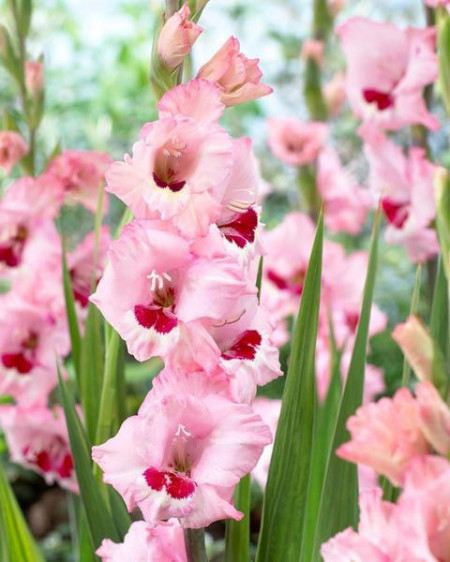 Gladiole Rose&Wine (5 bulbi) gladiole cu petale usor gofrate, in nuante fine de roz si un strop de rubiniu la baza florilor, bulbi de flori, Agrosem