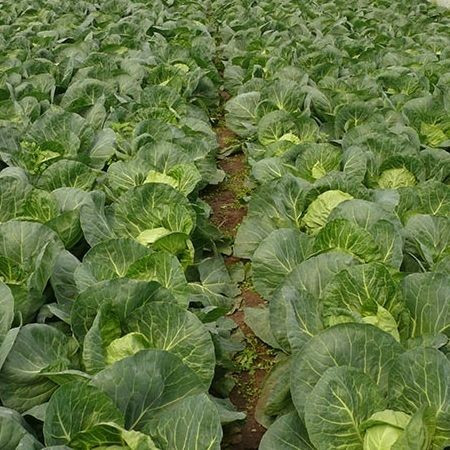 Globus F1 (500 seminte) de varza ce prezinta capatana densa si cotor scurt, ZKI