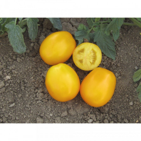 Goldy F1 - 250 sem - Seminte de rosii prunisoara portocalie cu fructe blocy-ovale si o crestere determinata gust dulce aromat ce se preteaza atat pentru recoltarea manuala cat si pentru cea mecanizata de la ISI Sementi