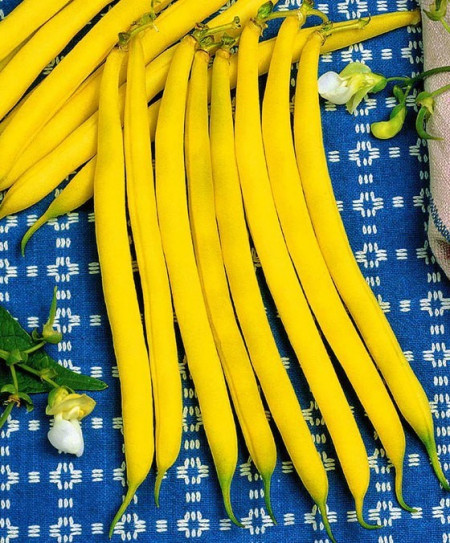 Gondola - 250 gr - Seminte de Fasole Galbena Pitica de gradina fara ate de la Holland Farming Olanda