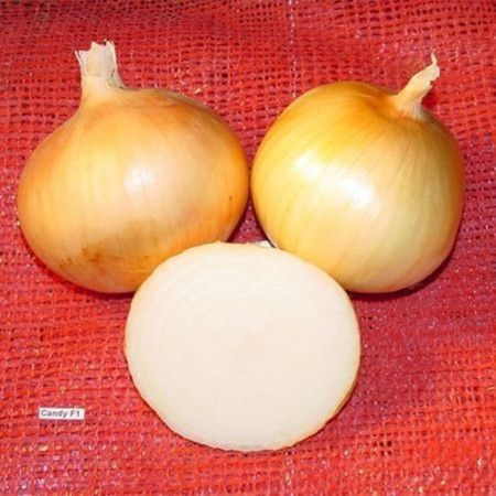 Guimar ex Candy F1 (250.000 seminte) ceapa aurie, Seminis