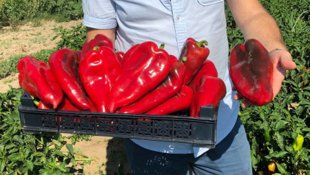 Hisarska Ardei Kapia Hisar (50 gr) seminte Ardei Kapia Bulgaresc Fruct Mare si Randament Ridicat