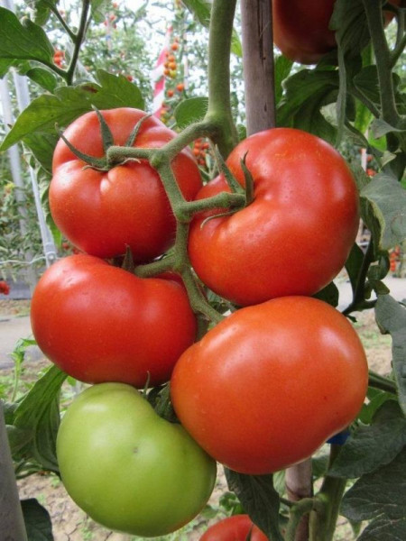Kessie CRX 78502 (100 seminte) de rosii ideale pentru vanzare in stare proaspata cu o timpurietate buna si rezultate remarcabile in sere si solarii, Cora Seeds