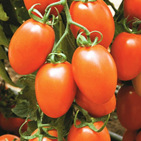 Kilates F1 (500 seminte) Rosii prunisoara rezistenta la temperaturi ridicate si scazute, Syngenta