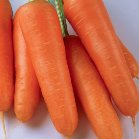 Kuroda (5 gr) seminte de morcovi de culoare portocaliu inchis, Agrosem