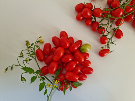 Lacrimioare (10 seminte) tomate cherry cu fructe rosii in forma de ou, soi nou, IZK Maritsa