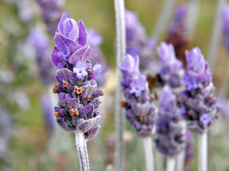 Lavanda Angustifolia (200 seminte) de Levantica, Bee Happy Laktofol