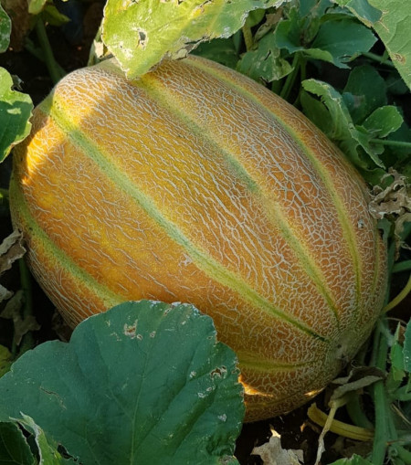 Lider F1 (100 seminte) de pepene galben tip feliat, dimensiuni mari de 4 - 6 kg, Bulgaria