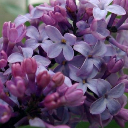 Liliac General Pershing, arbust ornamental cu flori de culoare mov-violet deschis, grupate in buchete conice, foarte parfumate, Yurta