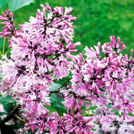 Liliac Miss Kim, arbust ornamental cu flori grupate in buchete conice, albastru-lavandă, parfum intens, Yurta