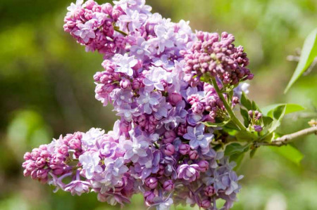 Liliac President Fallieres, arbust ornamental cu inflorescente bogate, cu flori duble, parfumate, de culoare violet, 1 arbust de 1,5-2 m inaltime, Yurta
