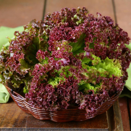 Lollo Rossa (4500 seminte) salata baby leaf cu frunze mici pentru salata, creata rosie soi timpuriu, Agrosel