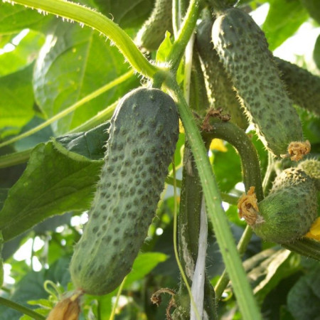 Madrilene F1 (1000 seminte) castraveti tip cornichon, Seminis