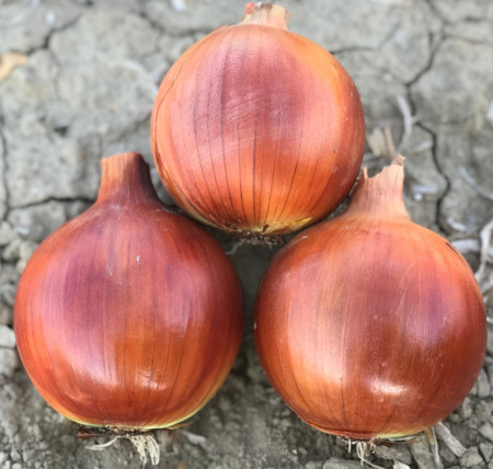 Magika F1 (10.000 seminte) ceapa cu excelenta adaptare, forma rotunda uniforma, Cora Seeds