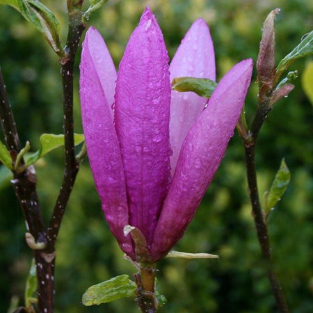 Magnolie Betty (ghiveci 2 L), flori foarte mari, intens parfumate, roz inchis la exterior si alb-roz la interior