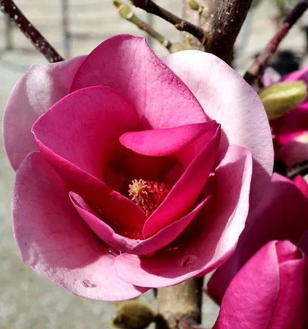 Magnolie Cameo (ghiveci 3 L) deosebit de atractiva flori formate din petale in nuante de roz