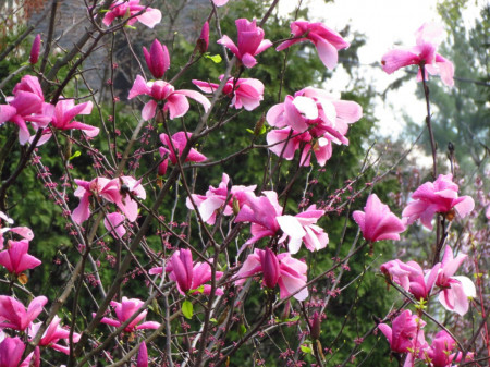 Magnolie soulangeana Galaxy (ghiveci 2L), flori mari, parfumate, in nuante de purpuriu si roz