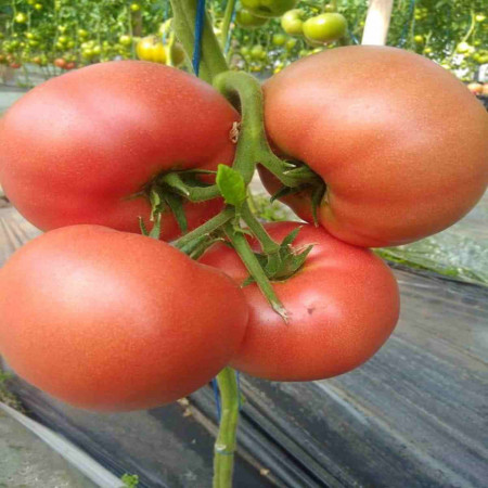 Manekro F1 (500 seminte) tomate roz nedeterminate 250 - 300 gr, Syngenta