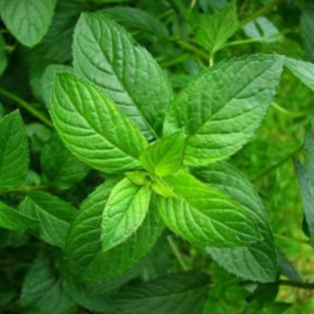 Menta Comuna Medicinala - 0.15 gr - Seminte de Menta Comuna Plante Aromatice si Medicinale de la Opal