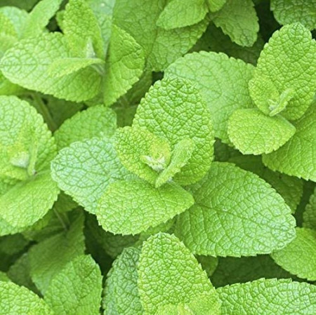 Menta egipteana (3500 seminte) de menta egipteana dulce si aromata