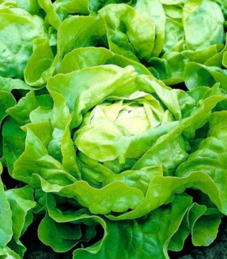 Meteore (5000 seminte) drajate de salata verde inchis, Syngenta
