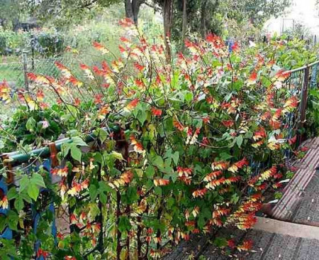 Mina lobata (0.5 grame) seminte de flori urcatoare pentru decorarea teraselor, Opal
