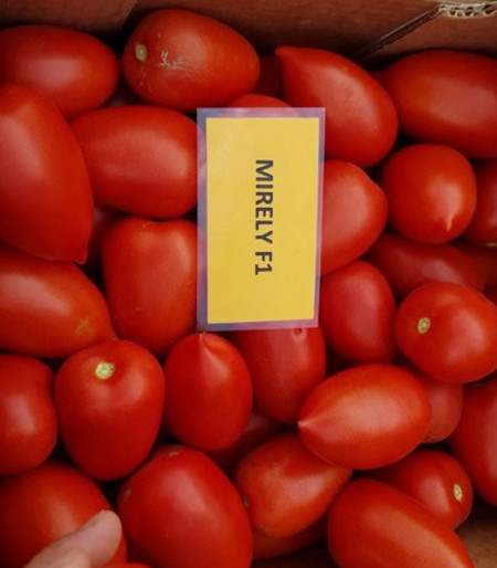 Mirely F1 (250 seminte) tomate prunisoara, crestere nedeterminata, Clause