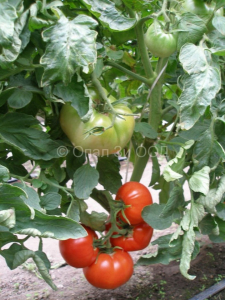 Naslada F1 - 1 gr – Seminte Tomate hibrid nedeterminat timpuriu Naslada F1 de la Opal Bulgaria