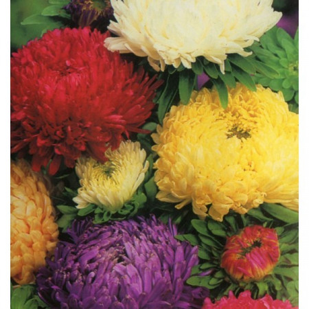 Ochiul Boului Paeonia Mix (0.4 gr) seminte de ochiul boului cu flori mari, divers colorate, Agrosem