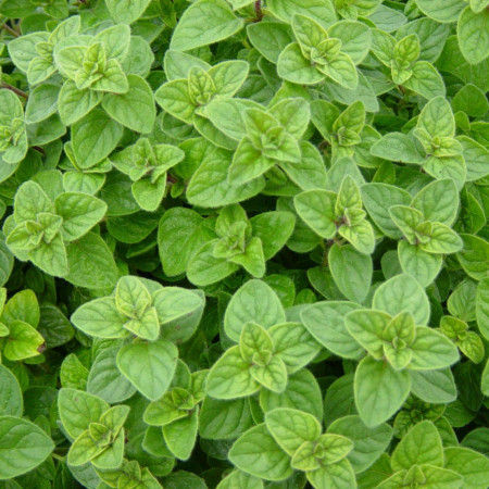 Oregano (0.20 gr) seminte de Origanum vulgare, plante aromatice parfumate, Agrosem