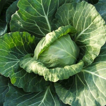 Ortus F1 (2500 seminte) de varza destinata cultivarii in camp cu productie uniforma si capatani compacte rezistente la crapare, Takii Seeds