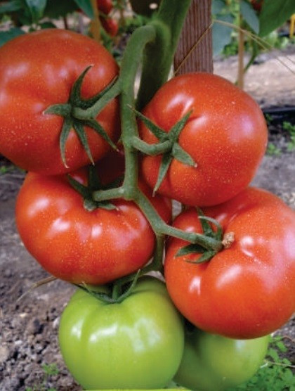Panekra F1 (10 seminte) de rosii cu crestere nedeterminata timpurii, Syngenta