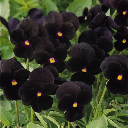 Pansele NEGRE - Seminte Flori Panselute Negre de la Florian