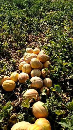 Pepene galben Koral F1 (250 seminte) hibrid extratimpuriu Coral F1, Agrotop Bulgaria