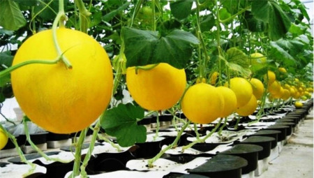 Pepene rosu Zloto Wolicy F1 (20 seminte) pepene rosu, coaja galbena, soi polonez, Agrosem