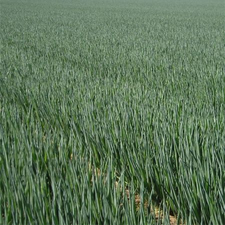 Performer (10.000 seminte) ceapa pentru legatura ce are un sistem foliar viguros culoare verde inchis si nu formeaza bulbi, Bejo