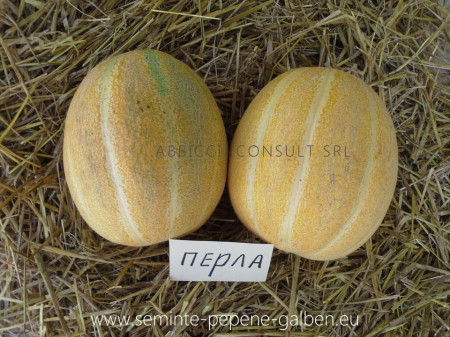Perla F1 - 100 gr - Seminte de Pepene Galben bulgaresti profesionale