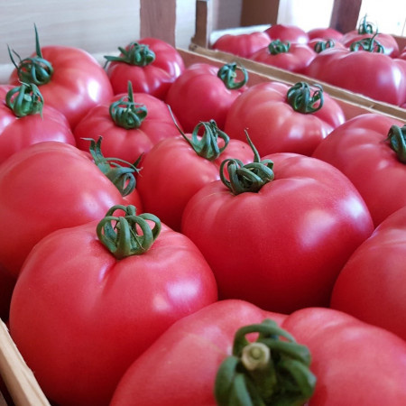 Pink Rock F1 (1000 seminte) de tomate roz cu crestere nedeterminata, Yuksel