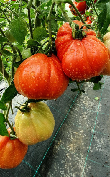 Red Pear (100 gr) seminte de tomate in forma de para soi italian, crestere nedeterminata tip Beef, Vitesse
