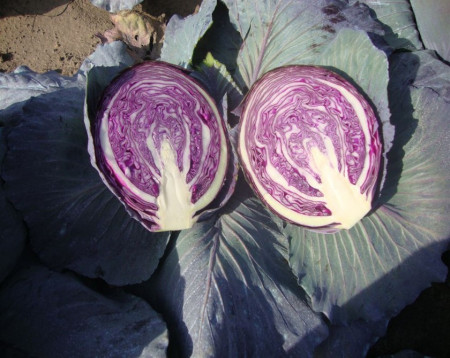 Redma F1 (2500 seminte) varza rosie cu capatana rotunda densa si foarte viguroasa avand frunze exterioare de un rosu intens destinata consumului in stare proaspata conservare si stocare temporara pana la 2-3 luni, Rijk Zwaan