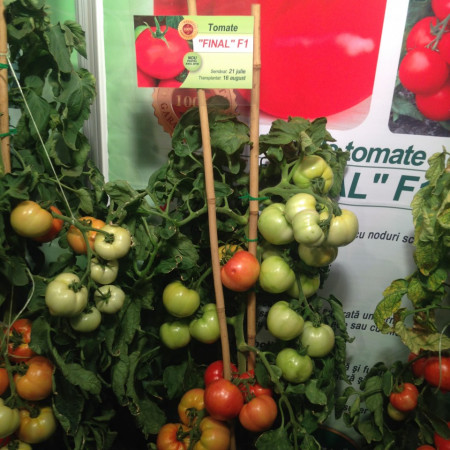 Rosii Final F1 (100 seminte) de tomate extratimpurii semideterminate Florian Bulgaria