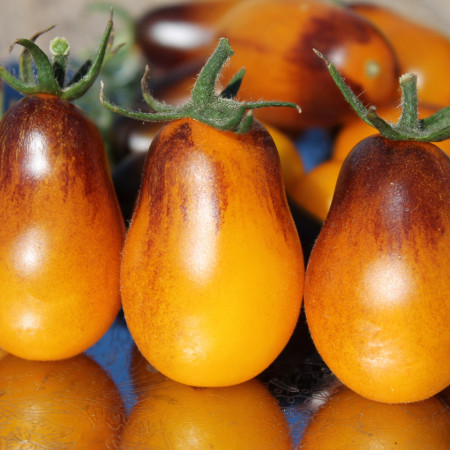 Rosii Indigo Pear Drops (0.2g) seminte de rosii tip Cherry cu gust excelent, dulce, soi exotic foarte rar, Florian