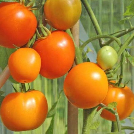 Rosii Zloty Ozarowski (90 seminte) tomate portocalii, soi semitimpuriu, crestere nedeterminata, Agrosem