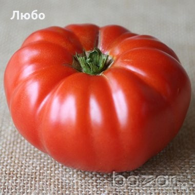 Rosii Zmeura Gigant (Malinowy Olbrzym) 150 de seminte Tomate tip Gigant Roz Soi cu Crestere Nedeterminata origine Polonia