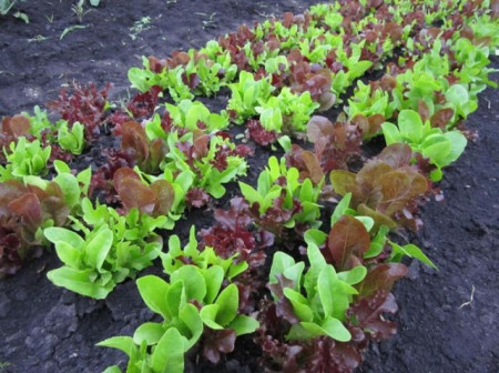 Salata Baby Leaf (2500 seminte) de salata, o varietate cu frunze mici excelente, Florian