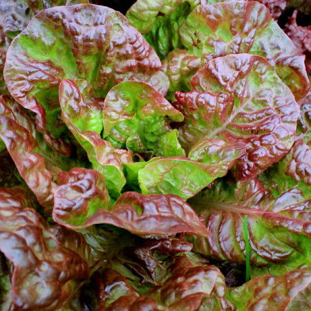 Salata Four Season Wonder (2400 seminte) salata soi foarte rezistent, productiv, Agrosem