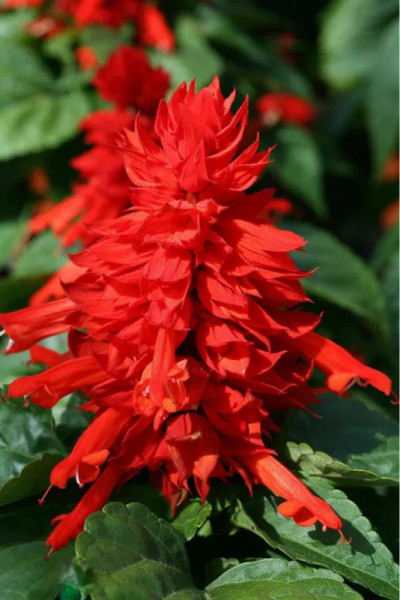 Salvia de gradina rosie (0.3 g), planta cu flori colorate in rosu intens, Opal